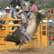 man riding a black bull
