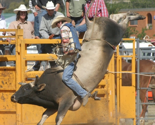 man riding a black bull